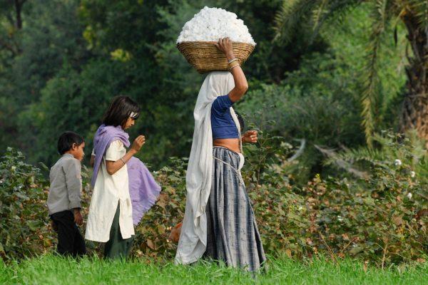 Titelbild Jörg Böthling JBO IND07 07211 copy Flinke Finger. Kinderarbeit auf indischen Baumwollsaatgutfeldern Kampagne für Saubere Kleidung | Clean Clothes Campaign Germany
