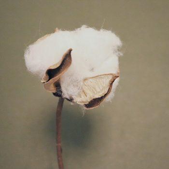 Baumwolle Cotton nancy yang unsplash Nachhaltigkeit beginnt auf dem Feld Kampagne für Saubere Kleidung | Clean Clothes Campaign Germany