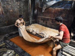 Zwei Männer stehen in einer braunen Flüssigkeit, eine große Tierhaut zwischen sich.
